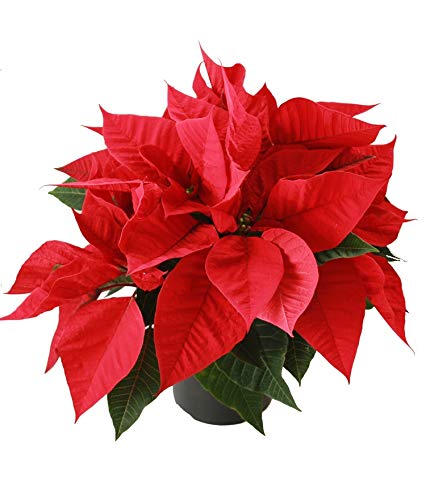 Planta de Navidad - Ponsetia - Flor de Pascua - Pascuero - Poinsettia - Maceta 12cm. - Altura aprox.30cm.