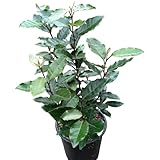 Winterharte Wintergrüne Ölweide Compacta Elaeagnus ebbingei Compacta 3 Liter Topfballen