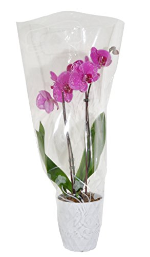 Costa Farms Live Phalaenopsis Orchid, Double Stem, Pink-Purple, 5-Inch White Ceramic Pot - alternate view 1 of 4