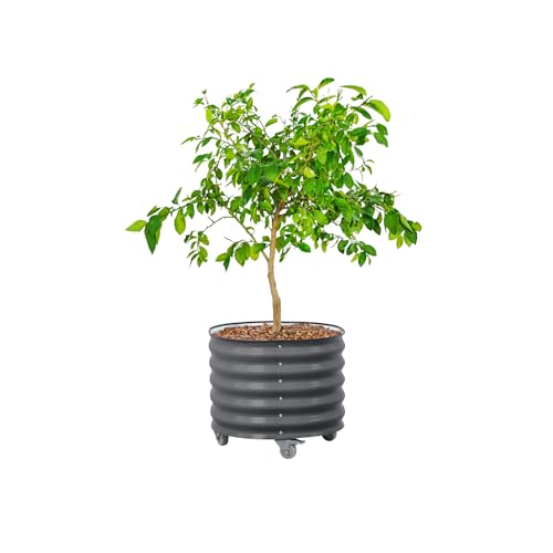 Image of Rolling Metal Citrus Tree Planter Pot, 24″ Round Planter Box for Porch Patio & Backyard, 30 Gallon Large Planter Pot with Wheels for Growing Olive Trees Tomatoes Vegetables and Flowers, Modern Gray