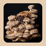 Zoom IMG-2 funghi mara 20 chiodi di Zoom IMG-2 funghi mara 20 chiodi di