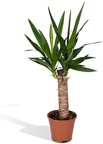 Yucca de 2 Troncos - Planta Natural de Belleza Inigualable para tu Hogar o Jardín
