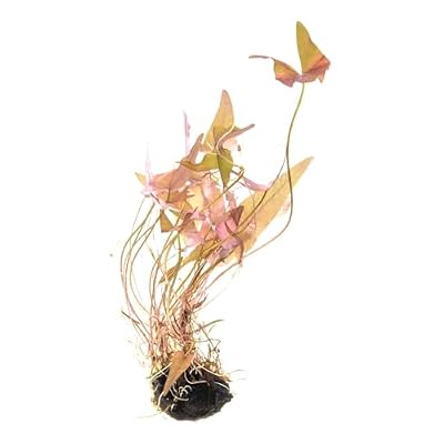 SubstrateSource Live Plant - Dwarf Water Lily (Nymphaea stellata) - Green to Reddish Lily for Background Aquascaping - Plant