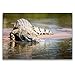 Produktbild Premium Textil-Leinwand 120 x 80 cm Quer-Format Krokodil, Rufiji River, Tansania | Wandbild, HD-Bild auf Keilrahmen, Fertigbild auf hochwertigem Vlies, Leinwanddruck von Dr. Gerd-Uwe Neukamp