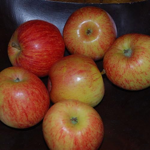 Plant World Seeds - Apple Gala Seeds (Fruit Seeds)