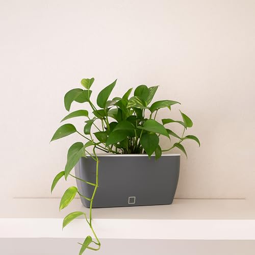 Image of GARDENCIA Self Watering Flower Pots for Outdoor Indoor Gardening /Rectangle Big Plant Pot with Polypropylene UV Material /Decorative Modern Gamla (Pack of 2, Recta Big Grey)
