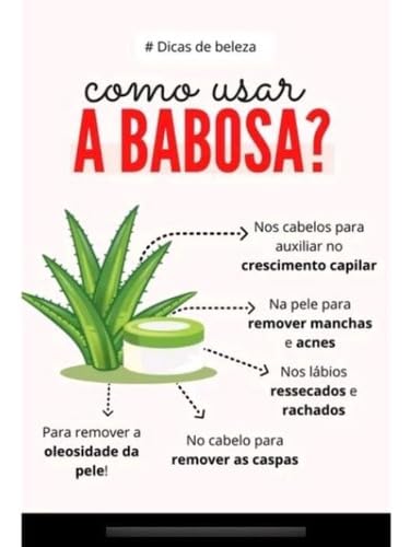 2 Muda Babosa Aloe Vera Orgânica