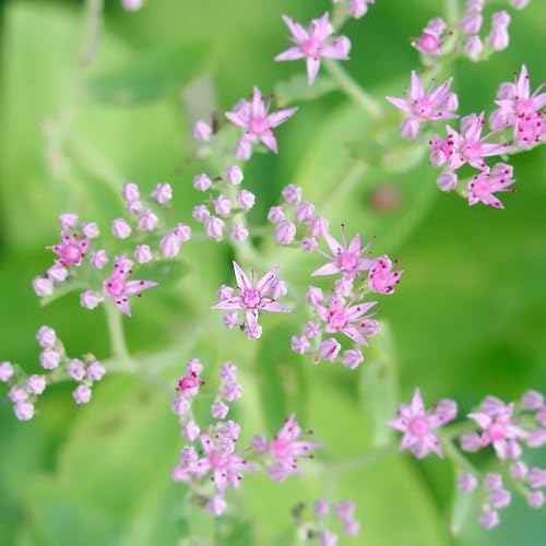 semillas de sedum - variedades antiguas, jardín resistentes exóticas, perennes 90pcs
