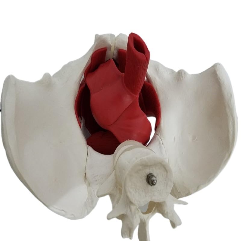 1: 1 Modelli di Organo Femminile pelvico Femminile (2 lombari della Colonna vertebrale) Vescica Femminile Muscoli del Pavimento pelvico con coccige Modello Sacro
