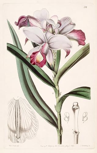 Cuadro de lienzo Arundina graminifolia pintura murales decor 60x90cm SERENDIPITP artista famoso