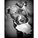 Produktbild Diefds 5d Diamant malerei voll Bohren schwarz und weiß Pit Bull Hund Diamant Stickerei Tier Pitbull Hunde Strass mosaik Geschenk