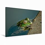  CALVENDO Premium Textil-Leinwand 120 cm x 80 cm quer, EIN Motiv aus dem Kalender FROSCHBUCH  Wandbild, Bild auf Keilrahmen, Fertigbild auf echter Leinwand, Leinwanddruck Natur Natur