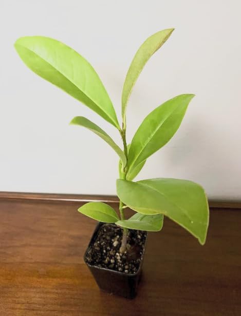 Little Gem Magnolia Tree Live Plant – Magnolia grandiflora ‘Little Gem’ – Huge Fragrant White Southern Magnolia – Evergreen Flowering Tree – 1–2 Ft Tall