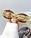 Vintage oval thick‑frame personalized fashion glasses for party outfits, street style, beach looks (YellowChampagne, Dimensions(cm): Temple(14.5)-Bridge (2.1)-LensHeight(3.8)-LensWidth(5.7))