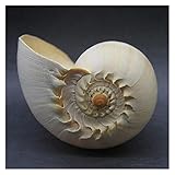El producto es natural. ABCBCA Los Caracoles Dorados de Gran tamaño Pueden Escuchar el Sonido del mar, Que Pueden Sonar los Regalos de artesanía de decoración del hogar Cristal (Color : Light Grey, Size : 18 cm)