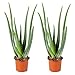 Produktbild Bloomique - 2er Set - Aloe Vera Pflanze - Zimmerpflanzen - Sukkulenten - Sehr Pflegeleicht - Höhe 35-45 cm - Topf 12 cm