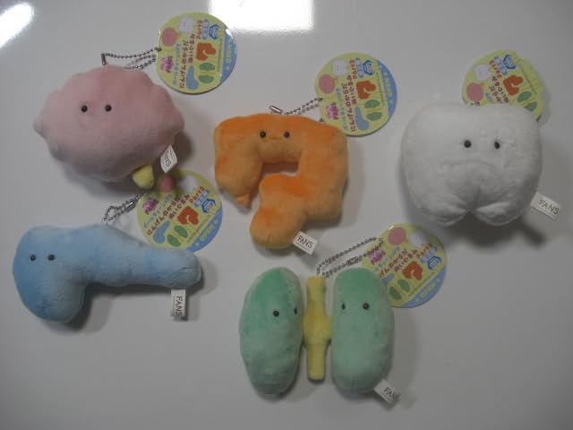 Amazon.co.jp: FANS にんげんのからだ ぬいぐるみ ボールチェーン付き