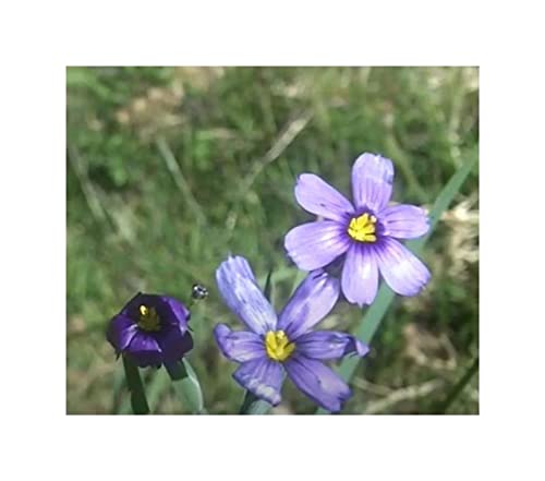Pack of 10 Sisyrinchium bellum Perennial Garden Plants Seeds ID950 Seeds Plants Shop Seed Bench Pullingen Patrik Ipsa