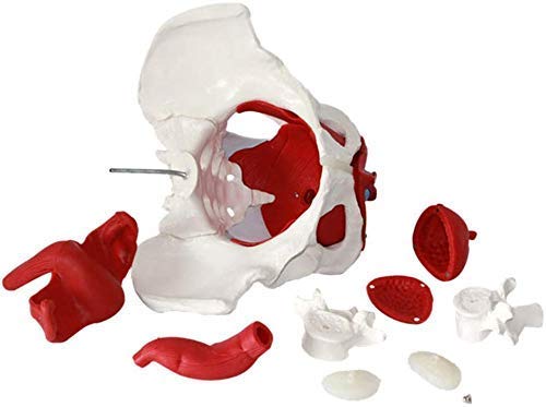 Modello di Assemblaggio Modello Anatomico Bacino dei Muscoli Pelvici E Riproduttivo Femminile, Muscoli Anatomische Modelli Laborbedarf Gli Organi Utero Rimovibile