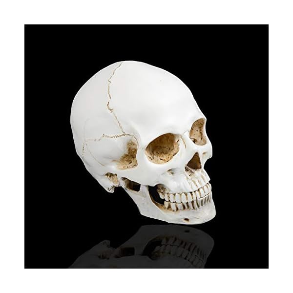 Doc.Royal Realistischer Totenkopf, Maßstab 1:1, menschlicher Totenkopf, Lebensgröße, anatomisch, medizinische… – Bild 10