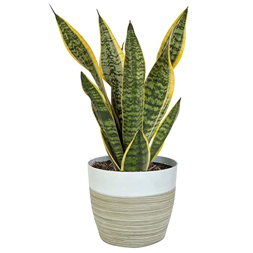 Costa Farms Live Snake Plant, Easy Care Houseplant in Indoor Garden Plant Pot, Grower's Choice House Plant in Potting Soil Mix, Succulent Plant Gift for Housewarming, Office, Home Decor, 1-2 Feet Tall