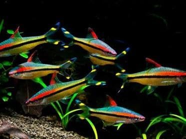 Roseline Shark (Sahyadria Denisonii) 3 -Pack 1.5-2 inch Live Fish Aquarium, Active, Colorful, Ideal for Community Aquariums. Easy-to-Care for Freshwater Live Fish That Live alongside Other Species.