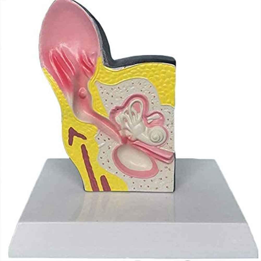 Model Anatomii Model Ucha Psa, Anatomiczny Materiał PVC - Modele Medyczne I Materiały, Model Edukacyjny - Pomoc Medyczna Weterynaria