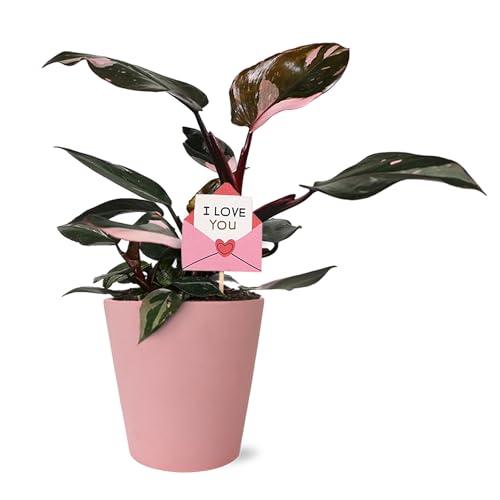 Green Circle Growers 5 Pink Princess Philodendron Love You Edition in Pink Decorative Pot Live Indoor Houseplant
