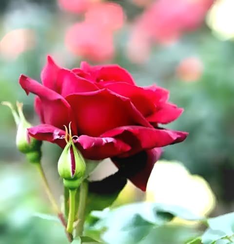 Image of Red Rose Live Flower Plant | 1-2 Ft Healthy Decorative Outdoor & Indoor Garden Plant | Fresh Blooming Rose Sapling for Home Balcony Terrace Gardening | (Without Pot)
