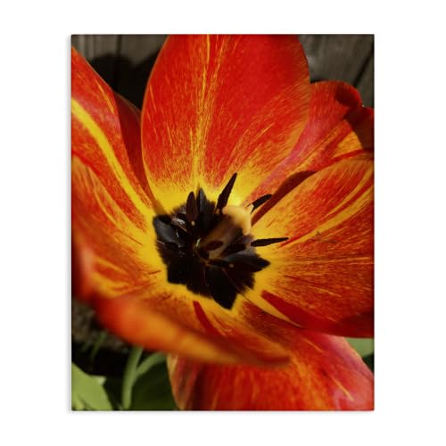 Bold Red Poppy Floral Blossom, 24 x 30 Inch Canvas Wall Art