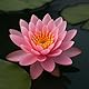 Pinke Seerose für den Gartenteich, Aquarium, Naturteich, mini Teich, Knolle mit Austrieb, Teichrose, Seerose, Nymphaea