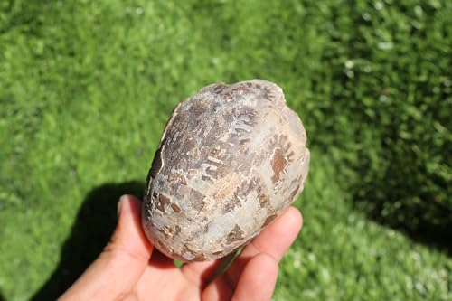 Image of Ammonite Fagesia Ammonite Fossil Rare Ammonite Fossil Natural Fossil from Morocco A44