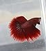 Halfmoon Betta - Male - Live Aquarium Tropical Fish