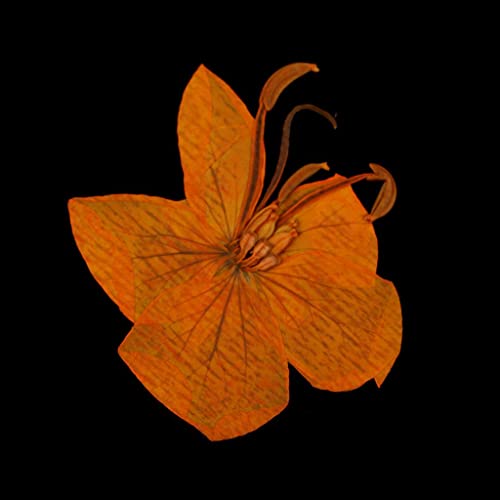 12 flores secas prensadas Cassiae para decoración miniatura 2