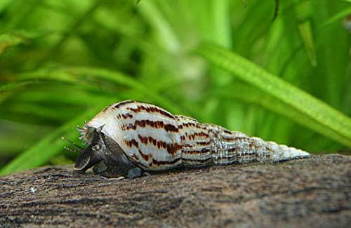 10+ Large Malaysian Trumpet Snails, 1/2 - 1 1/2 inch - Excellent Freshwater Tank Cleaners, consumers of Bottom Debris and Food Remains, Algae Eaters!