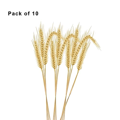 Image of XTORE Dried 10 Pcs Wheat Grass for Home Decoration (Pack of 10)