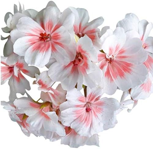 Homegrown Packet Geranium Seeds, 20 Seeds, WERA Geranium