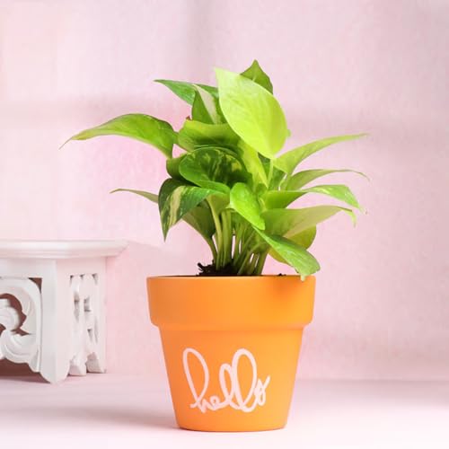 Image of FlowerAura Live Indoor Money Plant In Hello Terracotta (Mitti) Pot For Gifting, Living Room, Balcony, Table Decor, Office & Home Decor | Air-Purifying Indoor Greenery (Same Day Delivery)