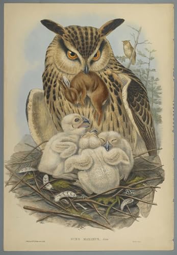 Art reproduction affiche toile Bubo Maximus hibou John Gould au rendu pictural d'exception