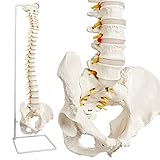 NEW HORIZON Scientific Spinal Cord Model,Skeleton Model -34' Life Size Spinal Column Model with Vertebrae, Nerves, Arteries, Lumbar Column, and Male Pelvis, Includes Stand