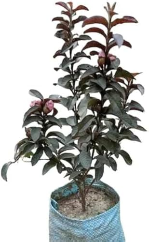 Image of All-Time 12 Months Hybrid GRAFTED Live Fruit Plant Original & Authentic Organic Tree for Outdoor Fast-Growing Fruit Plant Home Gardens Pack Of-1 (Red Diamond Guava Plant, Medium)