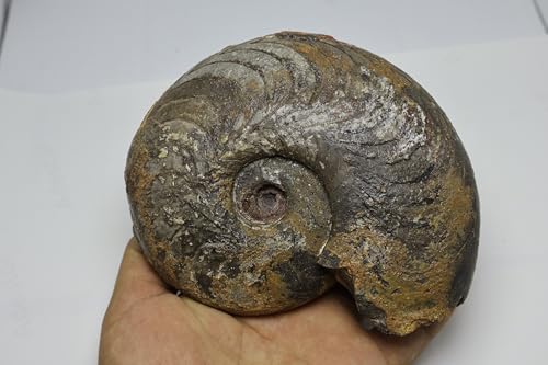 Image of Ammonite Fossil Fossils Fossils from Morocco Fossil Rock Ammonites Fossil A300