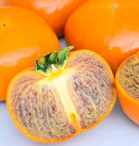 yɊÁz ʏ̊`Â a̎RY 햳`u I̐` v 3.2K a̎R Ê` Ȃ n Â Z Mtg v[g p p 