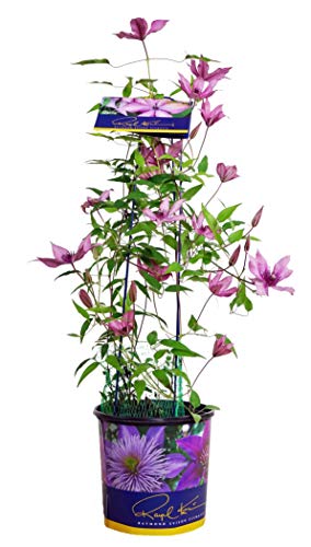 Raymond Evison Clematis - Clematis Giselle (Clematis) Perennial pink flowers 8`` - Size Container