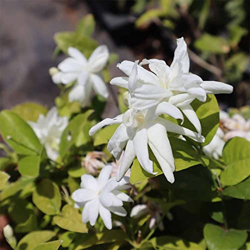 Erwon Jasmine Flower Booster, Premium Essential Powerful Organic Fertiliser for Jasmine Plants, with Charged Micro-organism and ++ Micronutrients (400 gm)