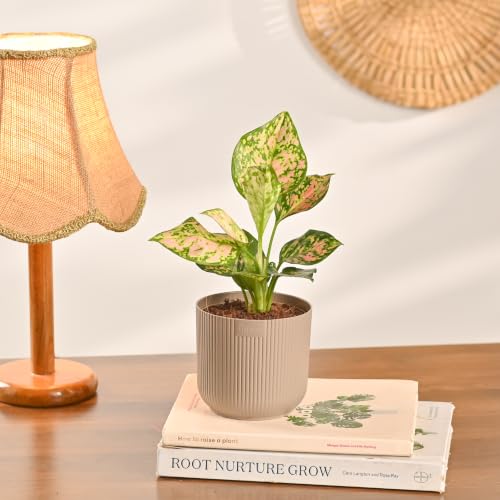 Image of Ugaoo Combo of 4 Live Indoor Plants with ibiza Pots (mocca) - Green Snake Plant, Aglaonema Pink, Jade Plant, Golden Money Plant | Perfect for Home Decor & Office