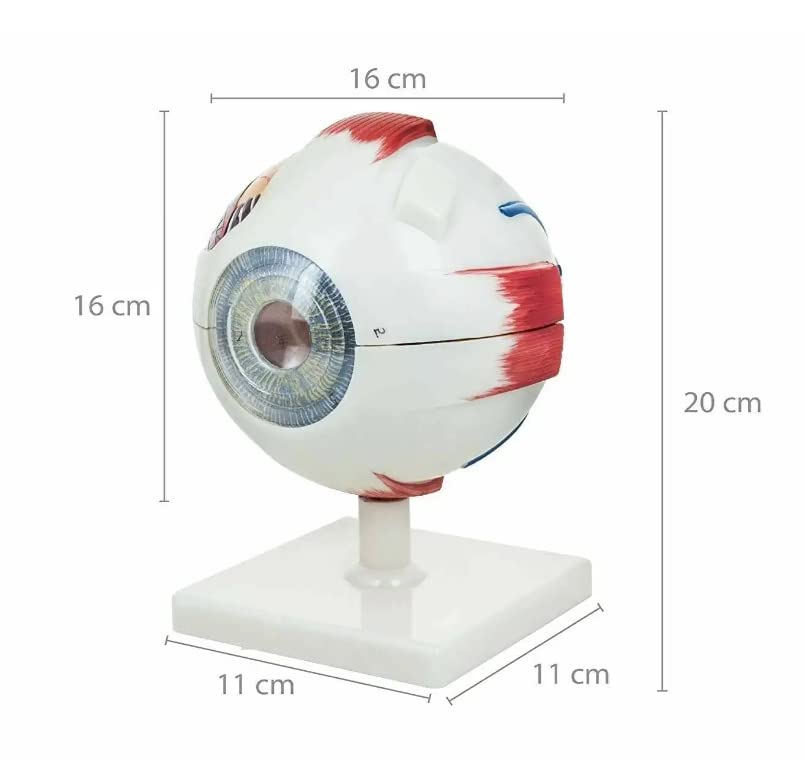 Premium Human Eye Model with Dissectible Eye Ball 7 Parts can Enlarged 5 Times