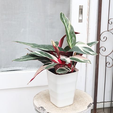 【美苗】激レア　ストロマンテ　トリオスター　斑入り　ゴマ斑　　抜き苗 Amazon｜ストロマンテ トリオスター 観葉植物 立派｜観葉植物