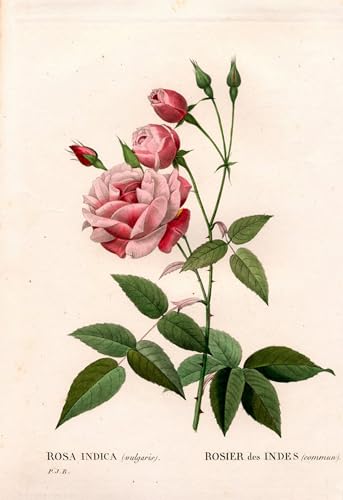 Affiche Grand Format Célèbres Tableaux de Roses Pierre Redouté