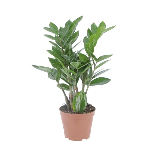 KENTIS - Zamioculcas Zamiifolia - Piante Vere da Appartamento - Pianta Purificante Aria - Facile Cura - H 25-35 cm Vaso Ø 12 cm